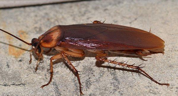 American Cockroach Crawling In Basement 