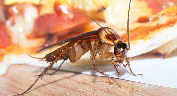 american cockroach on cutting board