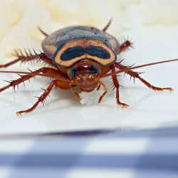 cockroach on picnic blanket