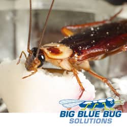 american cockroach in a farmingham home