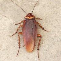 american cockroach hanging on a wall