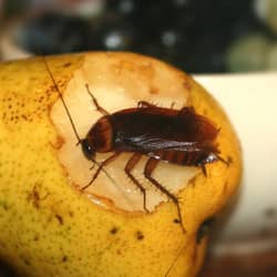 american cockroach found on a piece of fruit