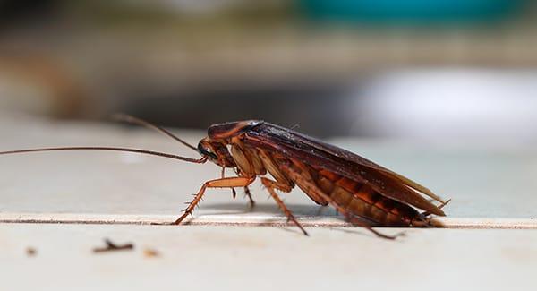 cockroach on a kitchen counter