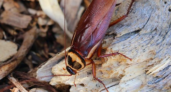 How To Get Rid Of Cockroaches: A Step-By-Step Guide For Auburn