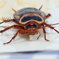 american cockroach eating on a plate