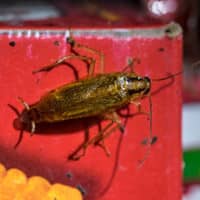 american cockroach found in a pantry