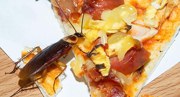 cockroach on a slice of pizza