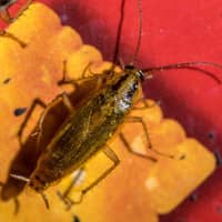 cockroach found in pantry