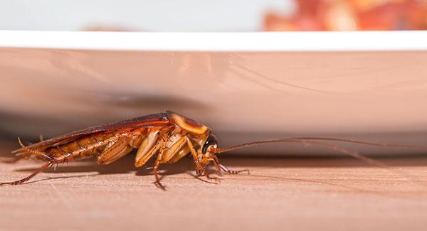 cockroach crawling under plate