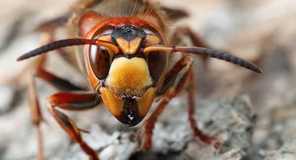 hornet up close