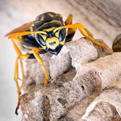 yellow jacket in its nest