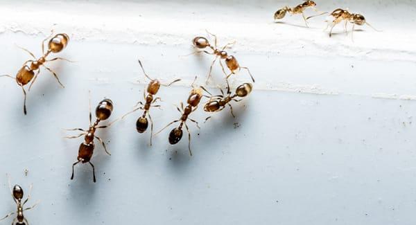 ants on white wood