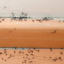 image of ants on baseboards of a worcester home