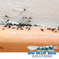 ant infested home in rhode island