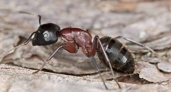 a black carpenter ant crawling through the wood shaving it just created when burrowing through a home in south portland