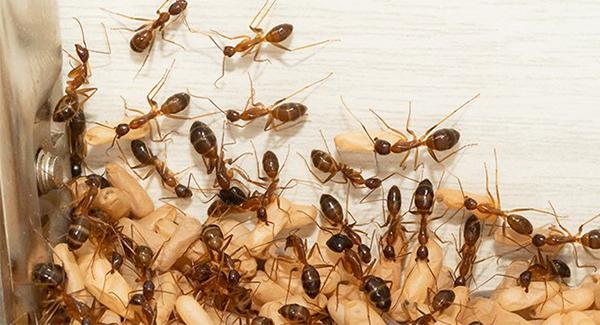 ants on a kitchen counter