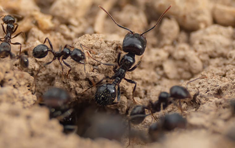 ants coming out of hole in ground