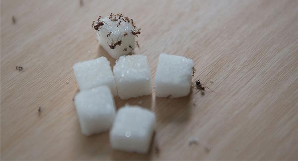 ants crawling on sugar cubes