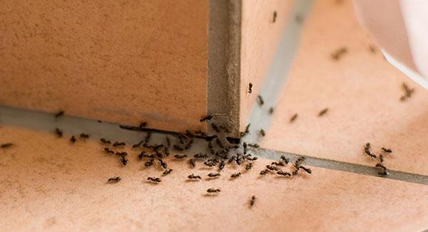 ants crawling on wall