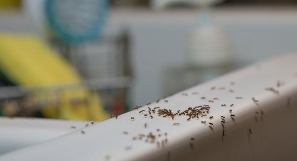 Are Ants Drawn to the Kitchen Sink? - Green Pest Solutions