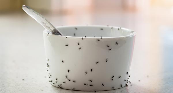 a large clusered colony of tiny black ants crawling through out a white kitchen bowl on a massachusetts counter top