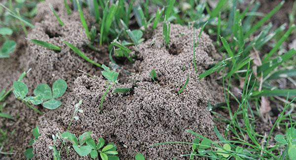 ants crawling in a yard