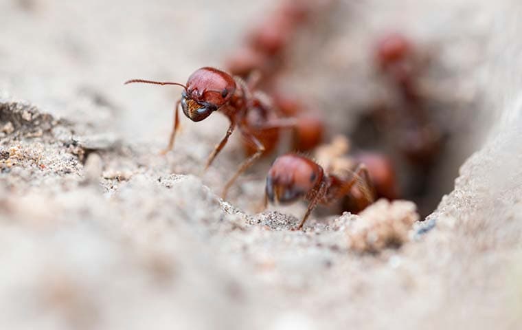 ant coming out of ground
