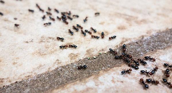 ants on tile