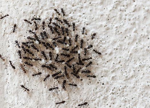 ants on a wall