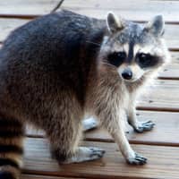 Raccoon