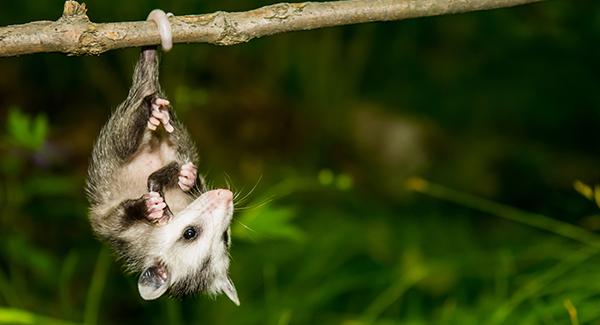 opossum hanging from branch