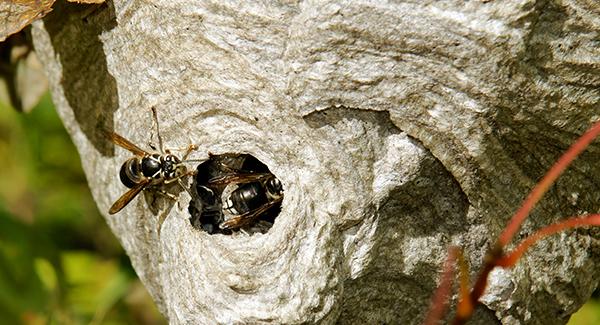 bald faced hornets nest