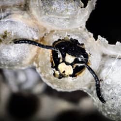 baldfaced hornet in a nest in providence ri