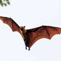 image of a bat flying