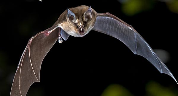 bat flying at night