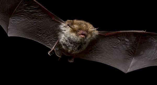 bat flying in dark