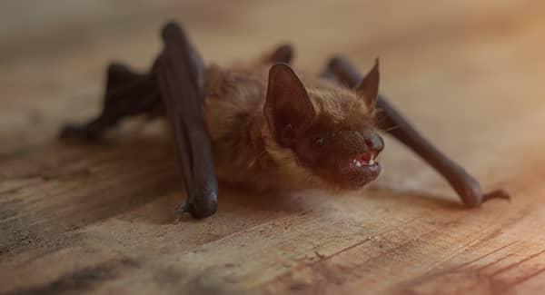 bats on a wood floor