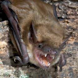 bat found in a home in worcester ma