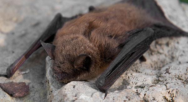 a bat on a rock wall