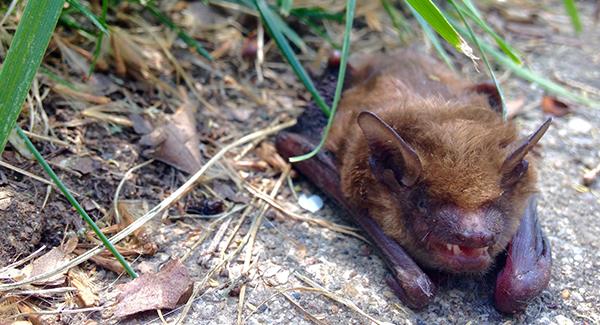 bat on sidewalk outside