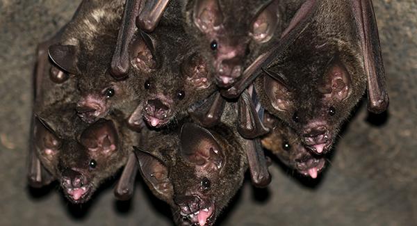 bats hanging in a cluster