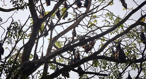 bats in a tree