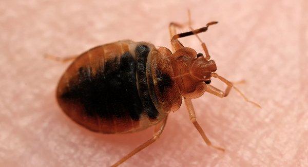 a bed bug biting on human skin