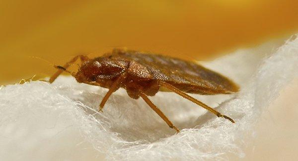 bed bug crawling on fabric