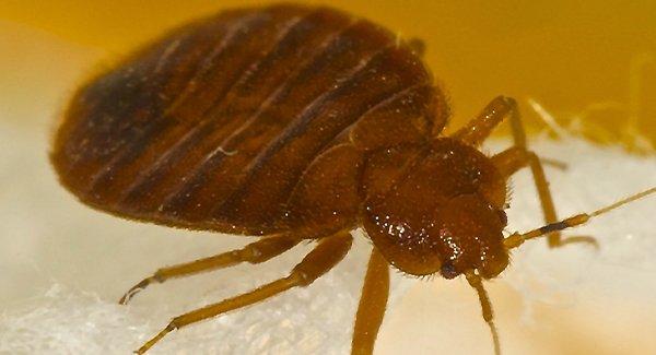 a bed bug on fabric