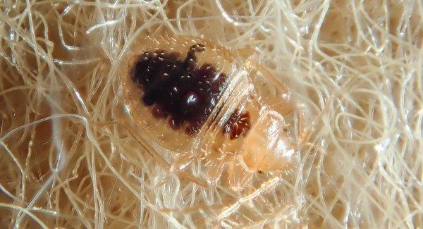 bed bug crawling on furniture mattress