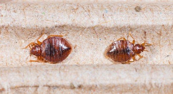 bed bugs on furniture