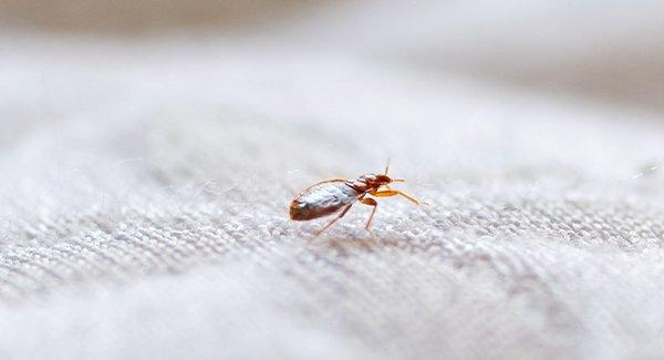 bed bug crawling on a matress