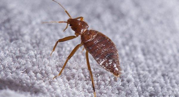 How To Identify And Get Rid Of A Springtail Infestation In Your Chester  Springs Home