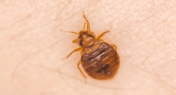 bed bug crawling on skin